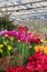 Spring exhibition of beautiful tulips of different colors. Fresh flowers in the greenhouse at the flower exhibition