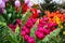 Spring exhibition of blooming tulips in the closed greenhouse of the botanical garden