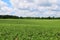 spring farm crop farmland rural food crops harvest field