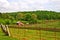 Spring Farmland and Vineyards