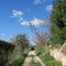 Spring in february landscape flowers in portugal