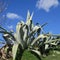 Spring in february landscape flowers in portugal