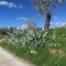 Spring in february landscape flowers in portugal