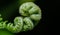 A spring fern, with its leaves rolled up in South Yorkshire