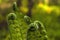 Spring ferns close-up