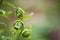 Spring ferns unfurl