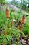 Spring fertile shoots of horsetail.