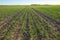 Spring field against the blue sky. Seedlings of cultivated plants.