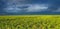 Spring field against sky before thunderstorm