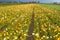 Spring field with blooming poppies background. Freshness springtime wallpaper. Organic farmland, garden growth. Green