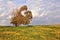 Spring field, blooming yellow flowers