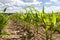 Spring field of corn and sky