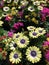 A spring field full of daisies flowers, floral background