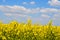 Spring field, landscape of yellow flowers, ripe