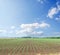 Spring field with little shots of maize and white cloud in blue sky. Ukraine agriculture field