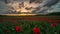 Spring field of poppies at sunset