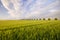 Spring field of ripening cereal in a beautiful sunset light