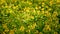 Spring field of small yellow flowers of Galphimia. Evergreen shrub of star-shaped Golden Thryallis glauca.