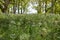 Spring field with trees and yarrow flowers. Healing and medicinal plants. Galician landscape