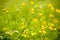 A spring field of wild buttercups