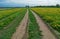 Spring field with yellow dandelions and sand road.