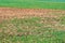 Spring fields with fresh shoots of wheat