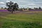 Spring fields & purple flowers on a farm
