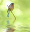 Spring finch on a branch