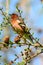 Spring finch on a branch