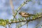 Spring finch sitting on a branch