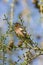 Spring finch sitting on a branch