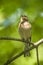 Spring finch sitting on a branch