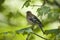 Spring finch sitting on a branch