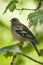 Spring finch sitting on a branch