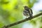 Spring finch sitting on a branch