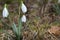 Spring of the first snowdrops in the forest