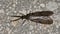 Spring Fishfly (Chauliodes rastricornis) on concrete stone wall, dorsal view macro.