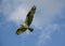 Spring Flight Of A North American Osprey