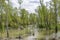 Spring flood. River overflowed and tumbled down trees