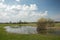 Spring flooded meadow and flowering shrubs, horizon and clouds in the sky
