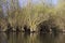 Spring flooded willow forest