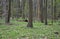 Spring floodplain forest with rich undergrowth of flowers and old oaks stretching their branches to the light above the river. che