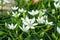 Spring floral alley. Flowers star of Bethlehem or Grass Lily or nap-at-noon, or eleven-o`clock lady Latin: Ornithogalum