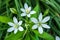 Spring floral alley. Flowers star of Bethlehem or Grass Lily or nap-at-noon, or eleven-o`clock lady Latin: Ornithogalum