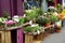 Spring floral assortment along sidewalk market