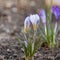 Spring Floral background / crocuses