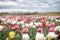 Spring floral background. Netherlands countryside. Multicolored flowers. Tulip fields colourfully burst into full bloom