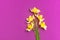 Spring floral background. Yellow narcissus or daffodil flowers on bright pink fuchsia background top view flat lay. Easter concept