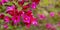 Spring floral baner. Pink, fucsia flowers shrub blooming. Green leaves background, copy space