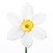 Spring floral border, beautiful fresh narcissus